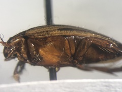 Coptotomus longulus lenticus