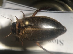Rhantus binotatus