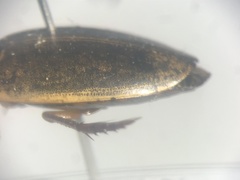 Rhantus binotatus