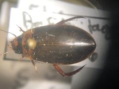 Rhantus binotatus