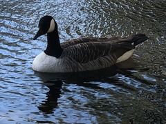 Branta canadensis