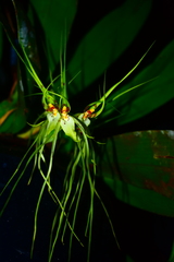 Image of Brassia caudata