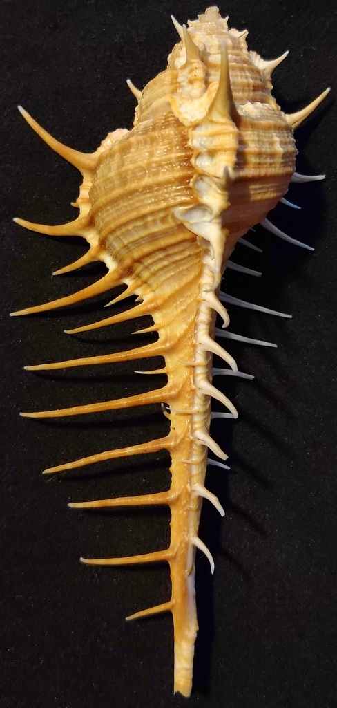 Murex djarianensis