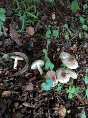 Agaricineae
