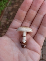 Agaricineae