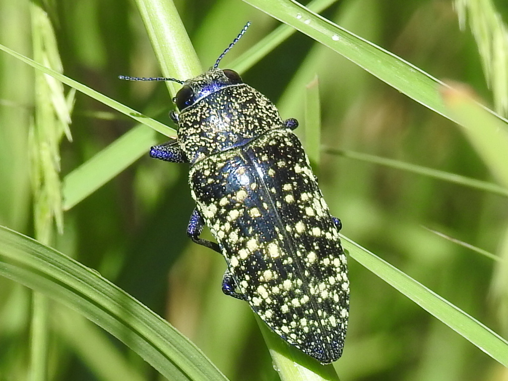 Lampetis webbii