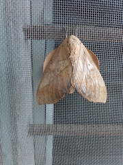 Syssphinx molina