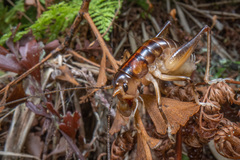 Hemiandrus pallitarsis