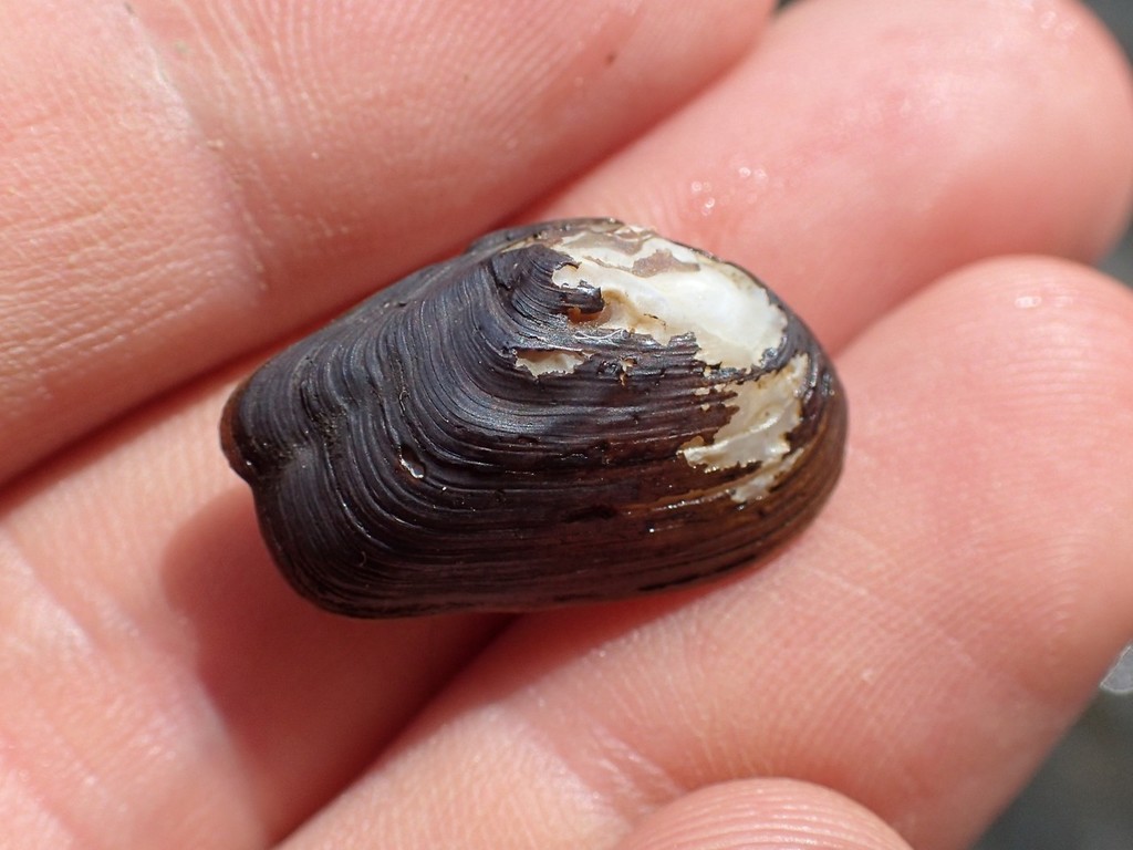 Littlewing Pearlymussel