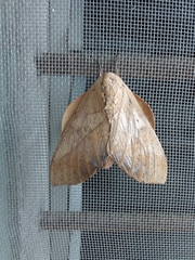 Syssphinx molina
