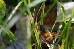 Zeuneriana abbreviata