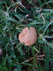 Xerocomellus chrysenteron