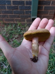 Xerocomellus chrysenteron