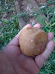 Xerocomellus chrysenteron