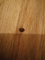 Harmonia axyridis