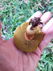 Xerocomellus chrysenteron