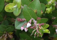 Arctostaphylos osoensis