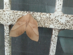 Syssphinx molina