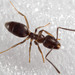 Odorous House Ant - Photo (c) Mardon Erbland, some rights reserved (CC BY-NC), uploaded by Mardon Erbland