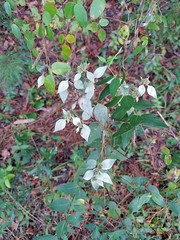 Pycnanthemum floridanum image