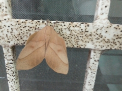 Syssphinx molina