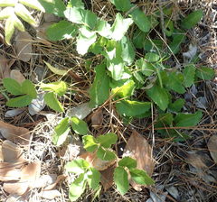 Knowltonia vesicatoria
