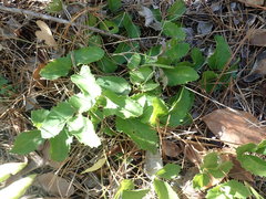 Knowltonia vesicatoria