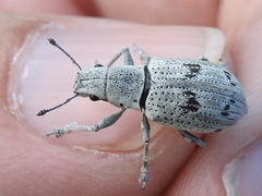 Ericydeus lautus