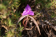 Callisia micrantha