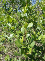 Searsia lucida lucida