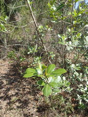 Searsia lucida lucida