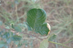 Searsia pyroides pyroides