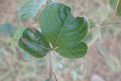 Searsia pyroides pyroides