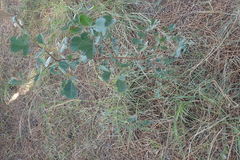 Searsia pyroides pyroides