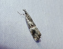 Hednota longipalpella