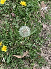 Taraxacum