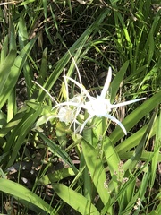 Hymenocallis liriosme