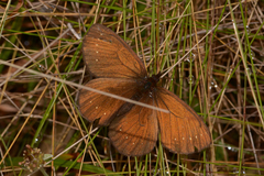 Punapedaliodes flavopunctata