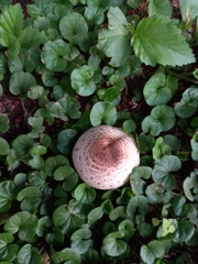 Agaricus campestris