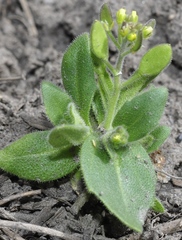 Draba lutescens