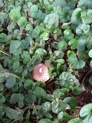 Agaricus campestris