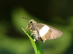 Coeliades forestan forestan