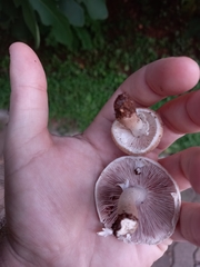 Agaricus campestris