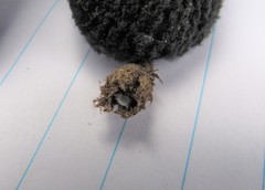 Amphibolips acuminata