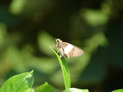 Coeliades forestan forestan