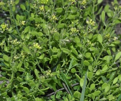 Draba lutescens