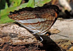 Adelpha abia