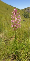 Disa nervosa