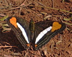 Adelpha abia