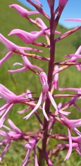 Disa nervosa